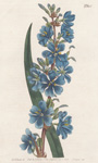 Plate 605
[Aristea capitata]